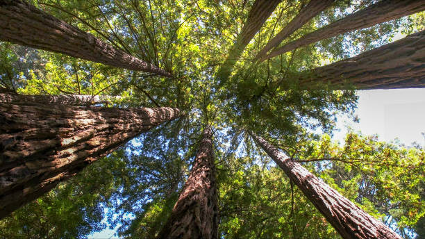 How Our Tree Care Process Works  in Brandermill, VA